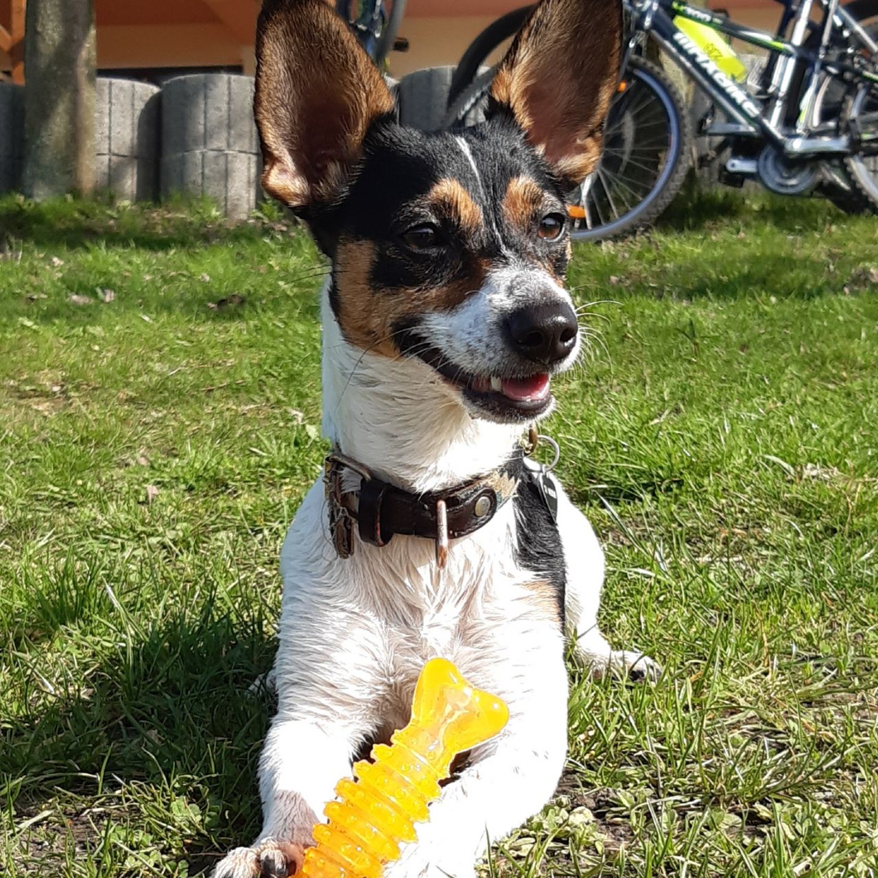 Soutěžní fotografie - AYRINKA,  Jack Russell Teriér