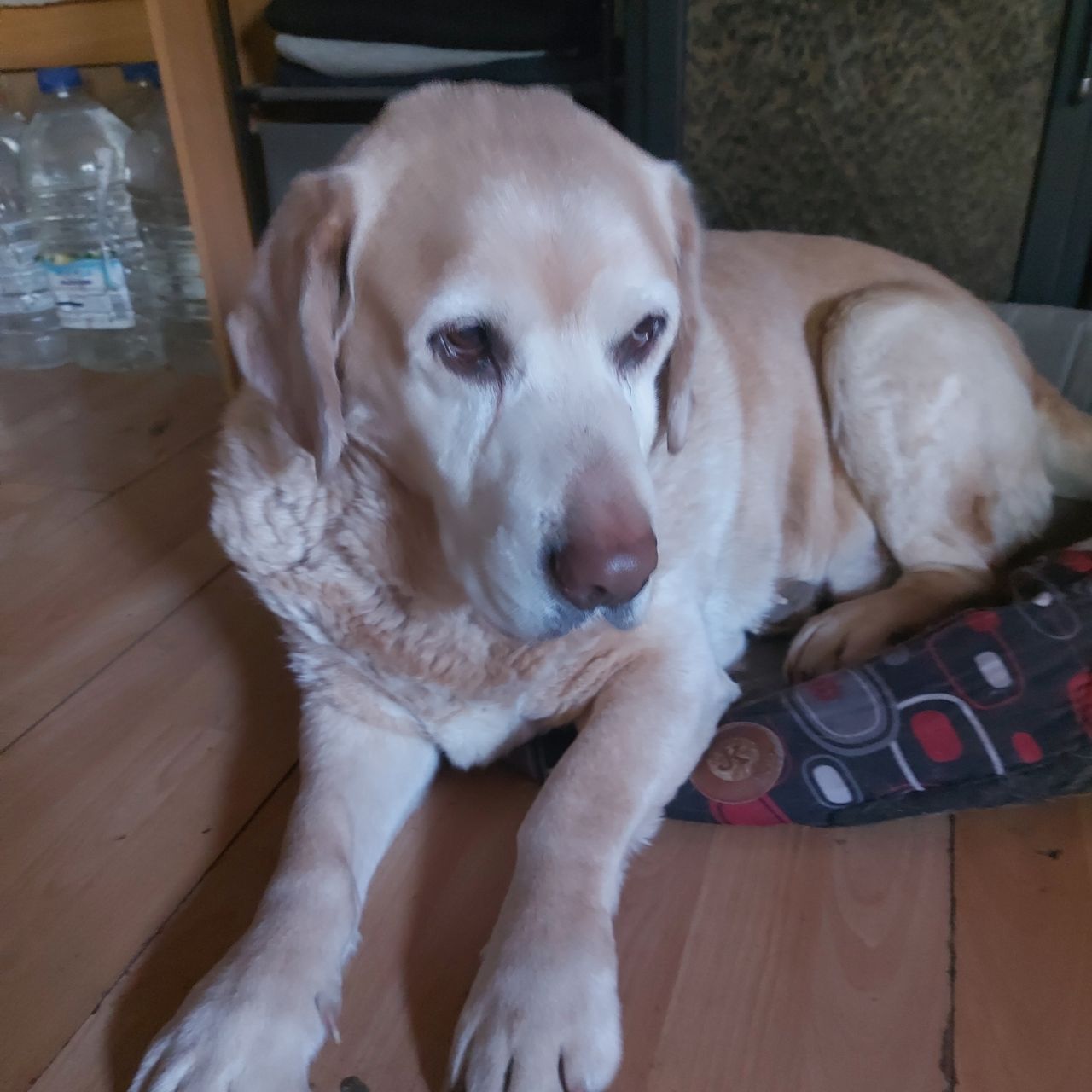 Soutěžní fotografie - Max,  Labradorský retriever