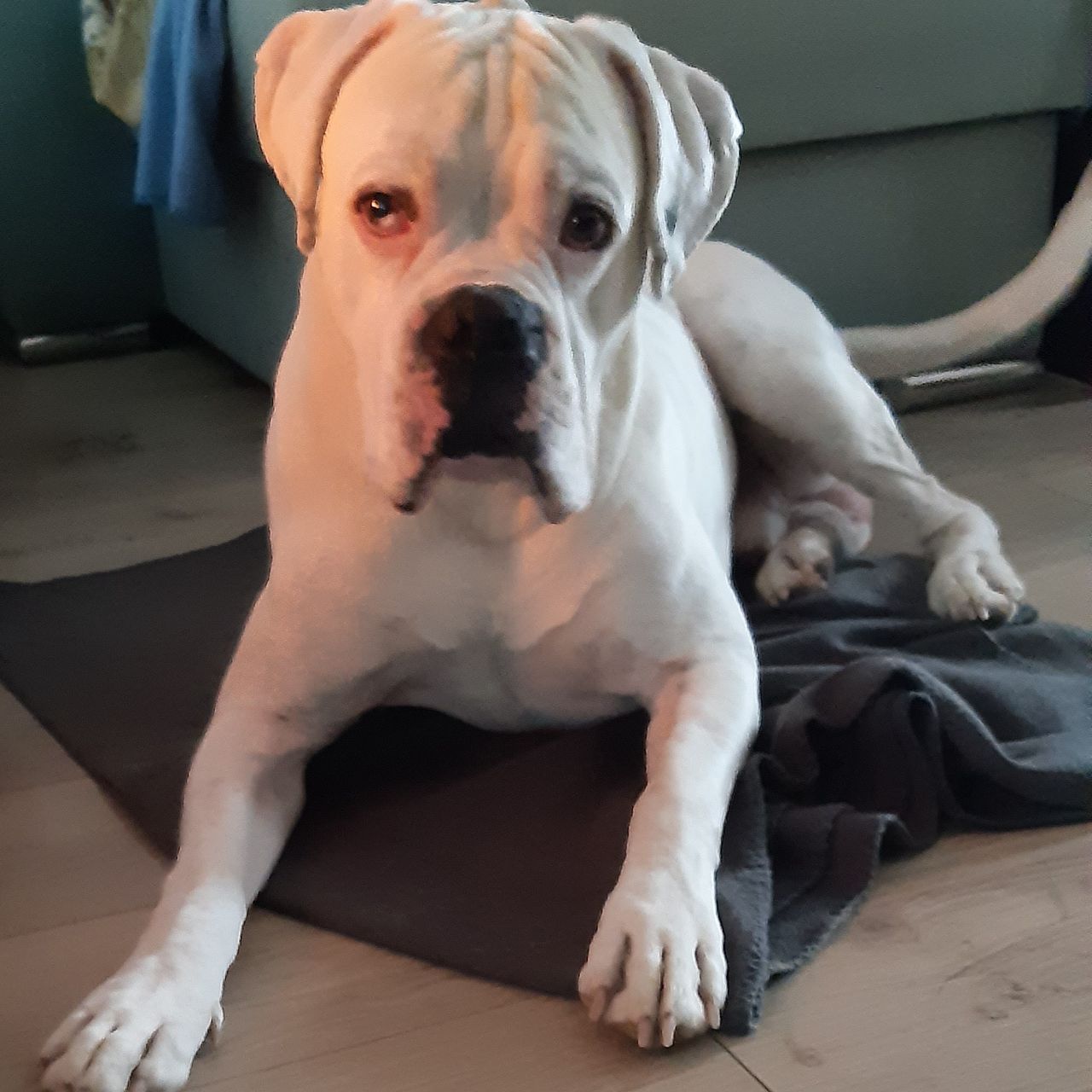Soutěžní fotografie - Charlie,  Německý boxer