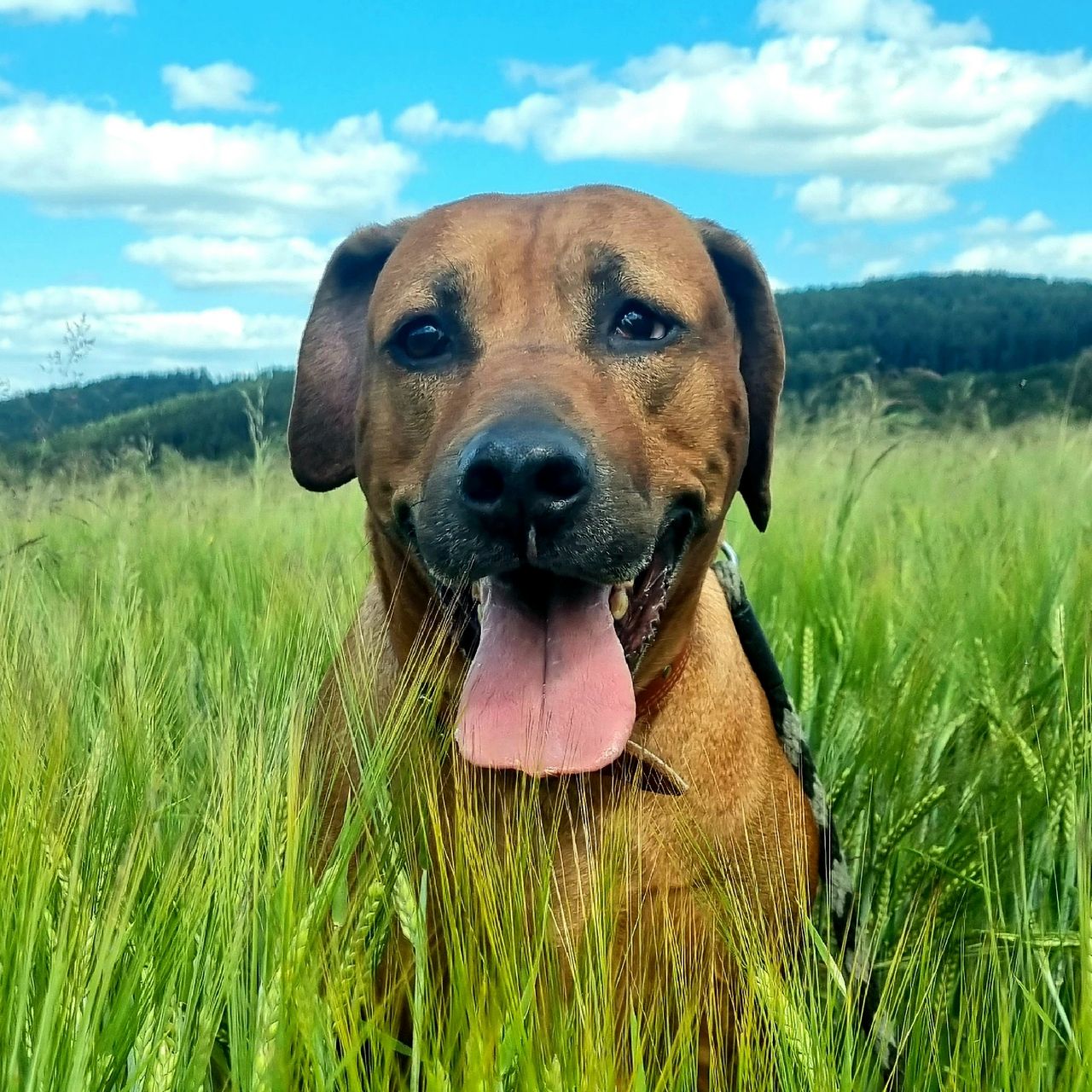 Soutěžní fotografie - Shanty,  Rhodéský ridgeback