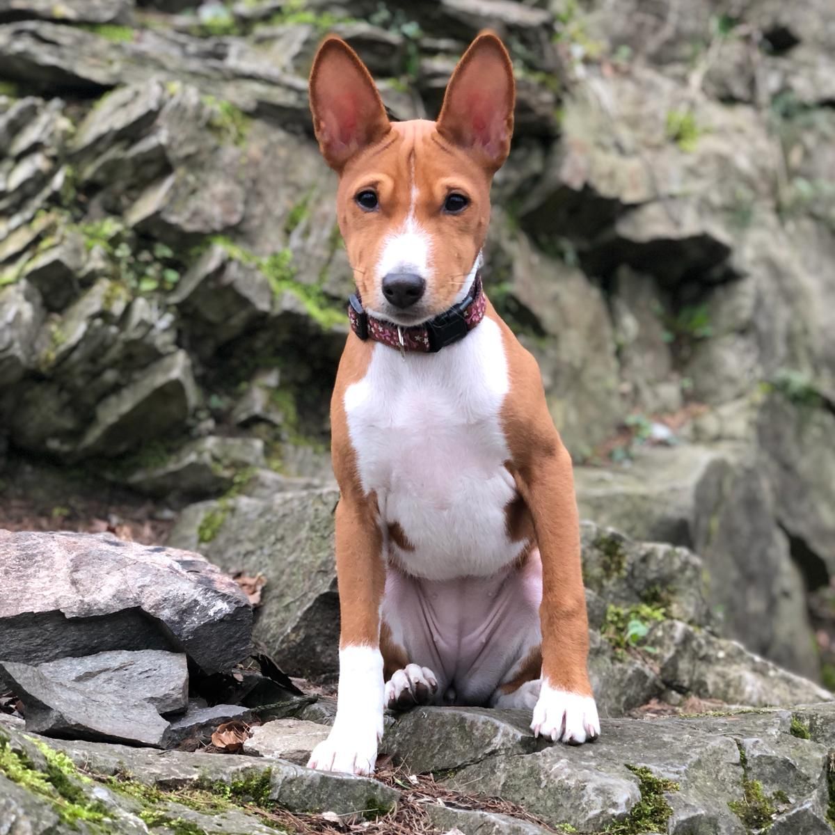 Soutěžní fotografie - Billie,  Basenji