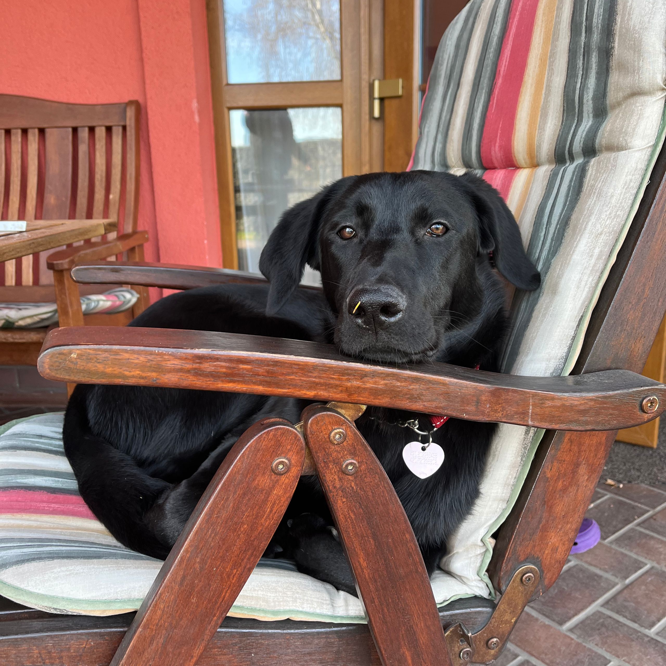 Soutěžní fotografie - Jessie,  Labradorský retriever