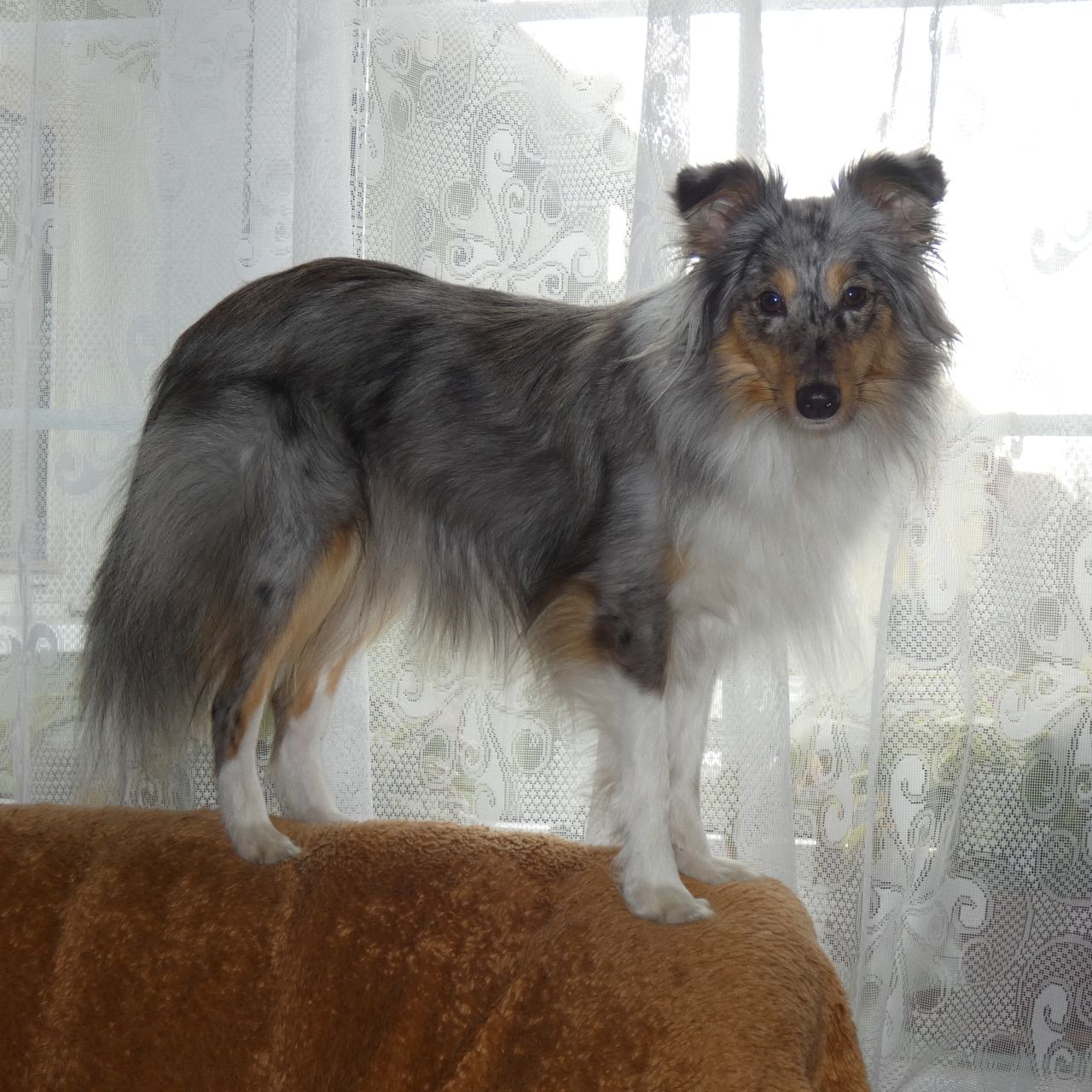 Soutěžní fotografie - Bony,  Sheltie