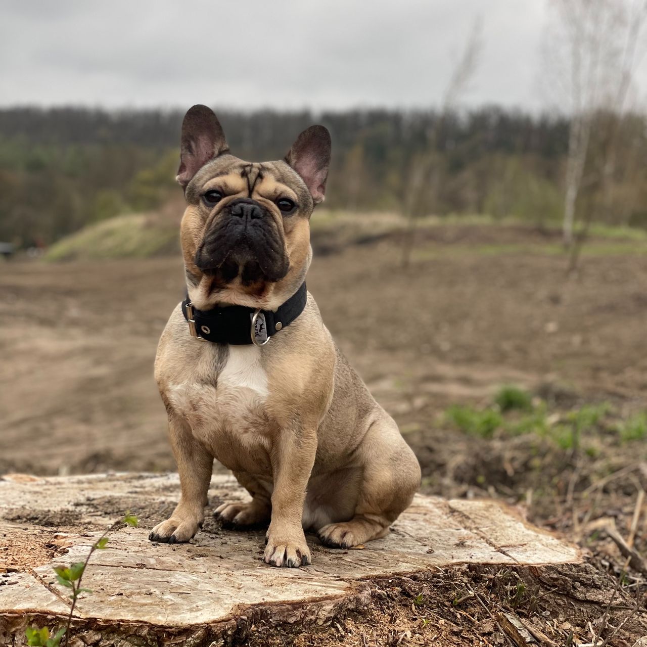 Soutěžní fotografie - Kleofáš,  Francouzský buldoček