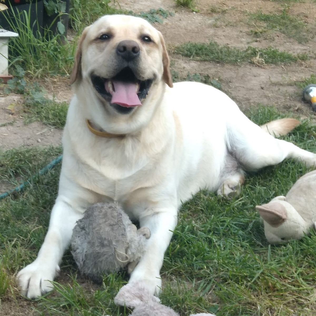Soutěžní fotografie - Charlie,  Labradorský retriever