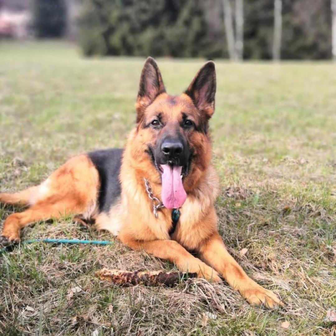 Soutěžní fotografie - Rita,  Německý ovčák