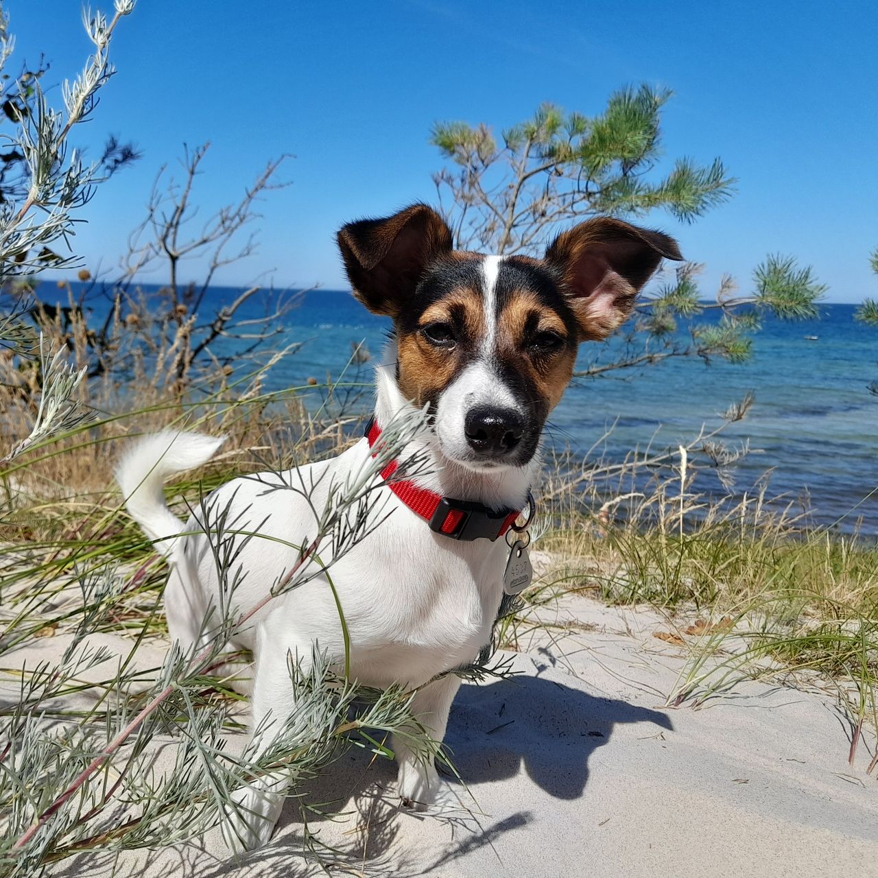Soutěžní fotografie - Áša,  Jack Russell Teriér