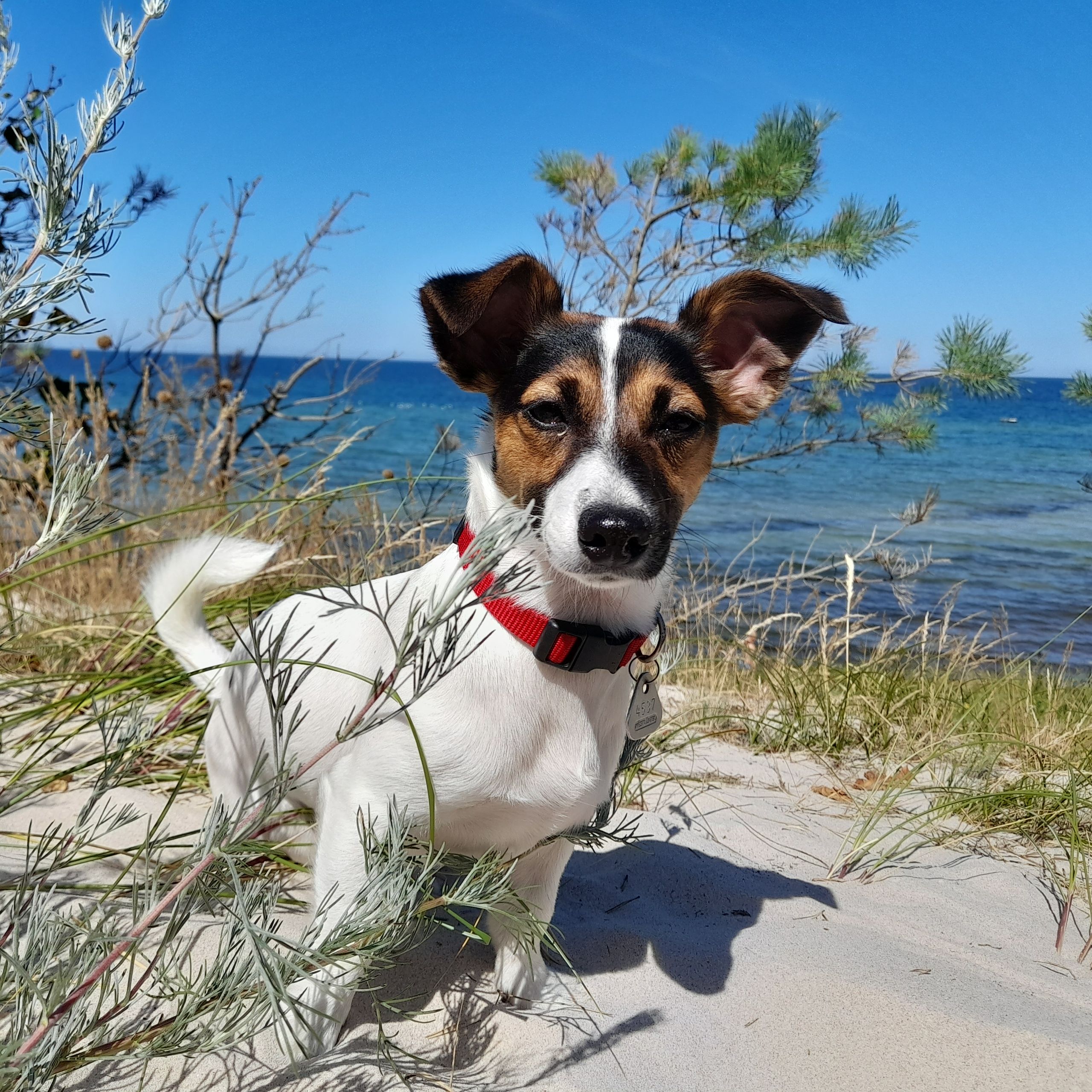 Soutěžní fotografie - Áša,  Jack Russell Teriér