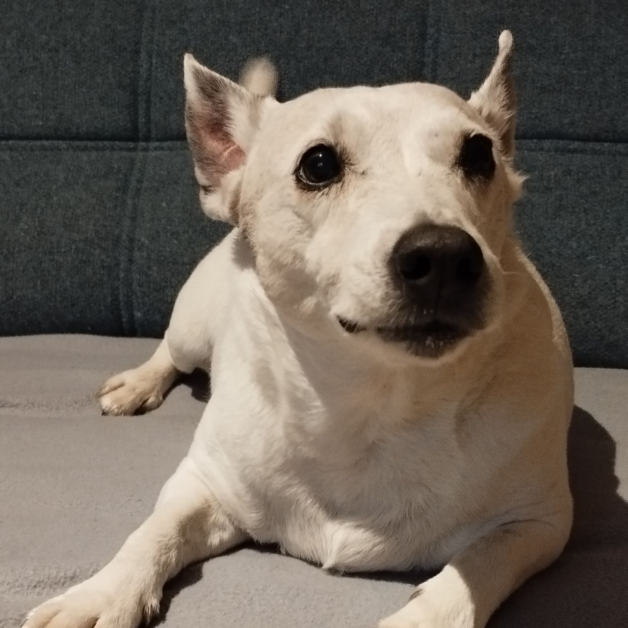 Soutěžní fotografie - Jessie,  Jack Russell Teriér