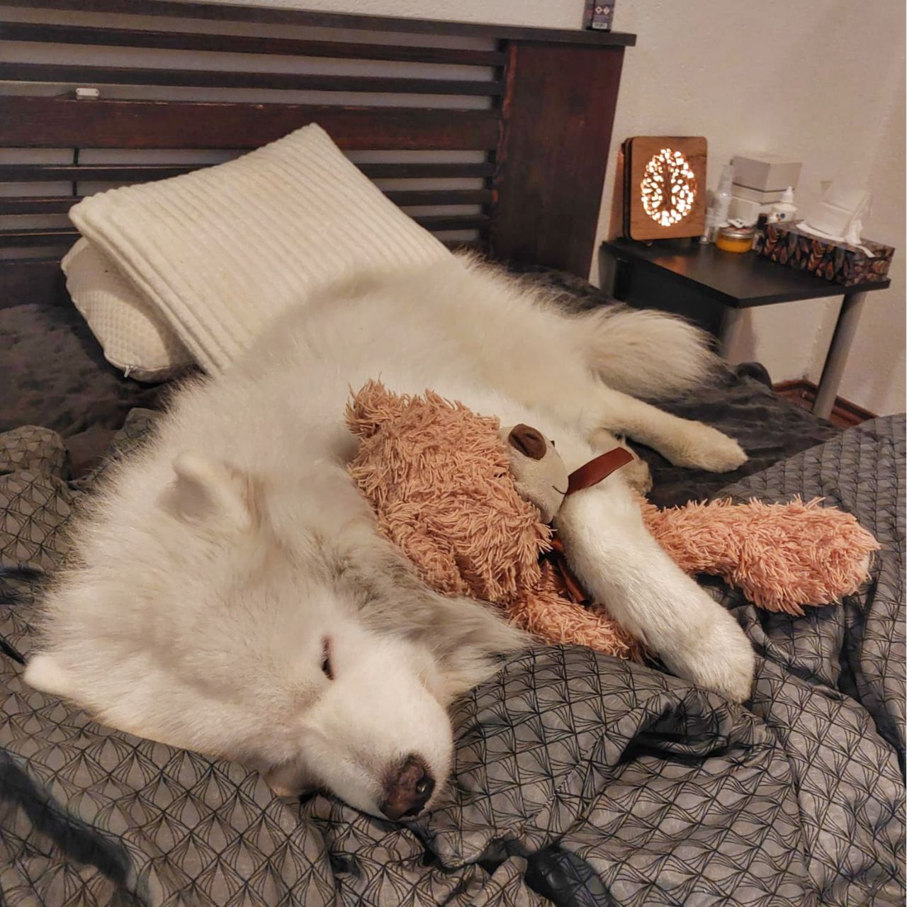 Soutěžní fotografie - Bucky,  Samojed