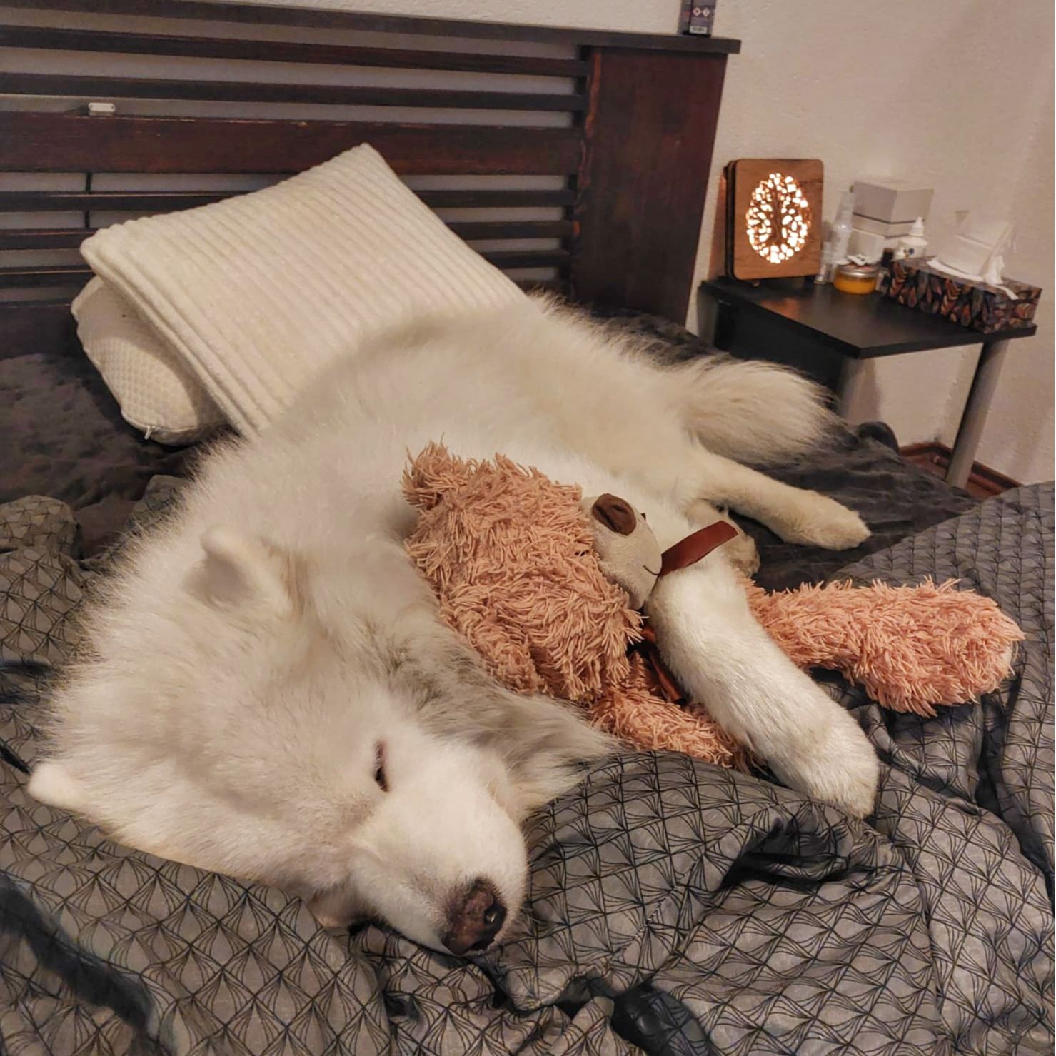 Soutěžní fotografie - Bucky,  Samojed