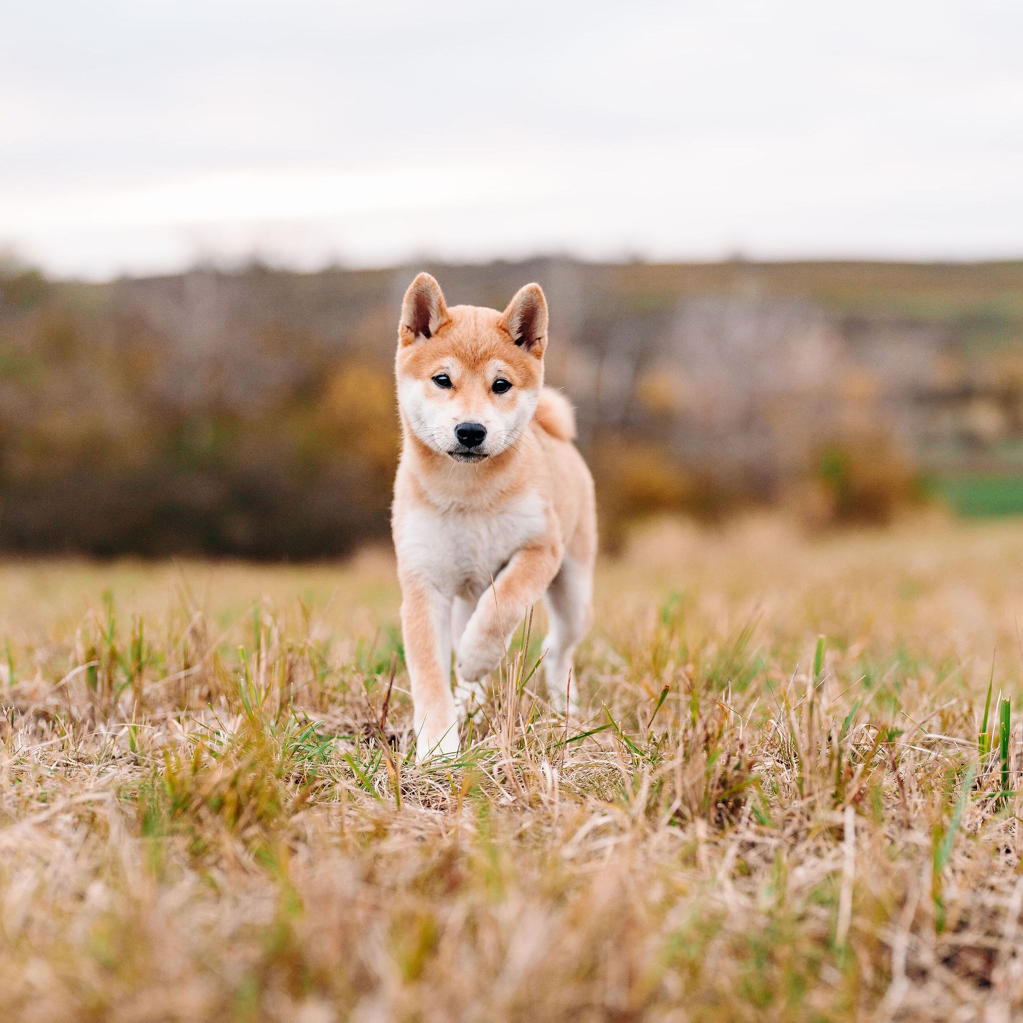 Soutěžní fotografie - Sakio,  Shiba