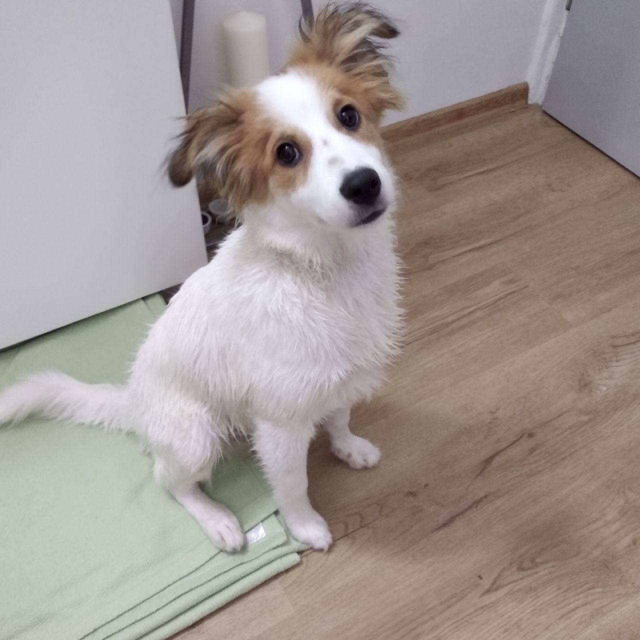 Soutěžní fotografie - Fido,  Ostatní