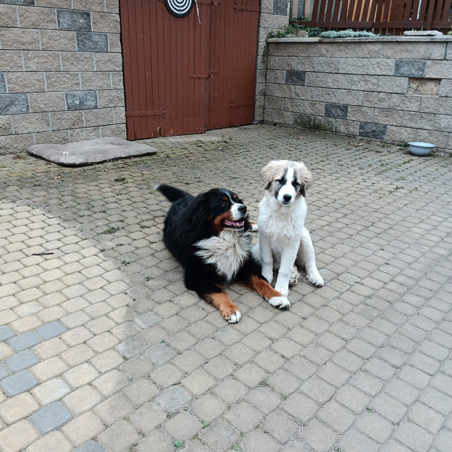 Soutěžní fotografie - Gaia,  Pyrenejský horský pes