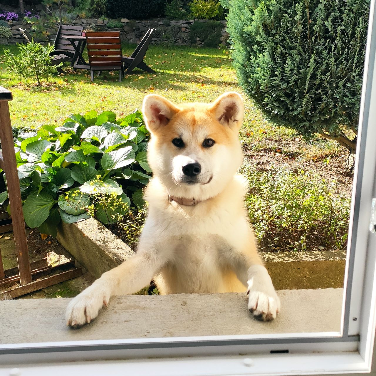 Soutěžní fotografie - Tara ,  Akita