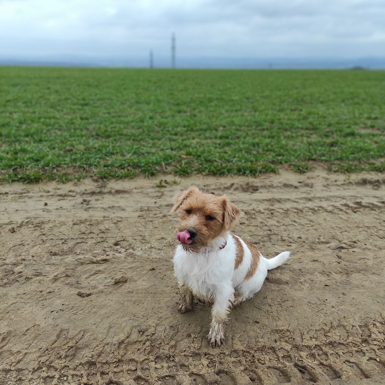 Soutěžní fotografie - Ruby,  Jack Russell Teriér