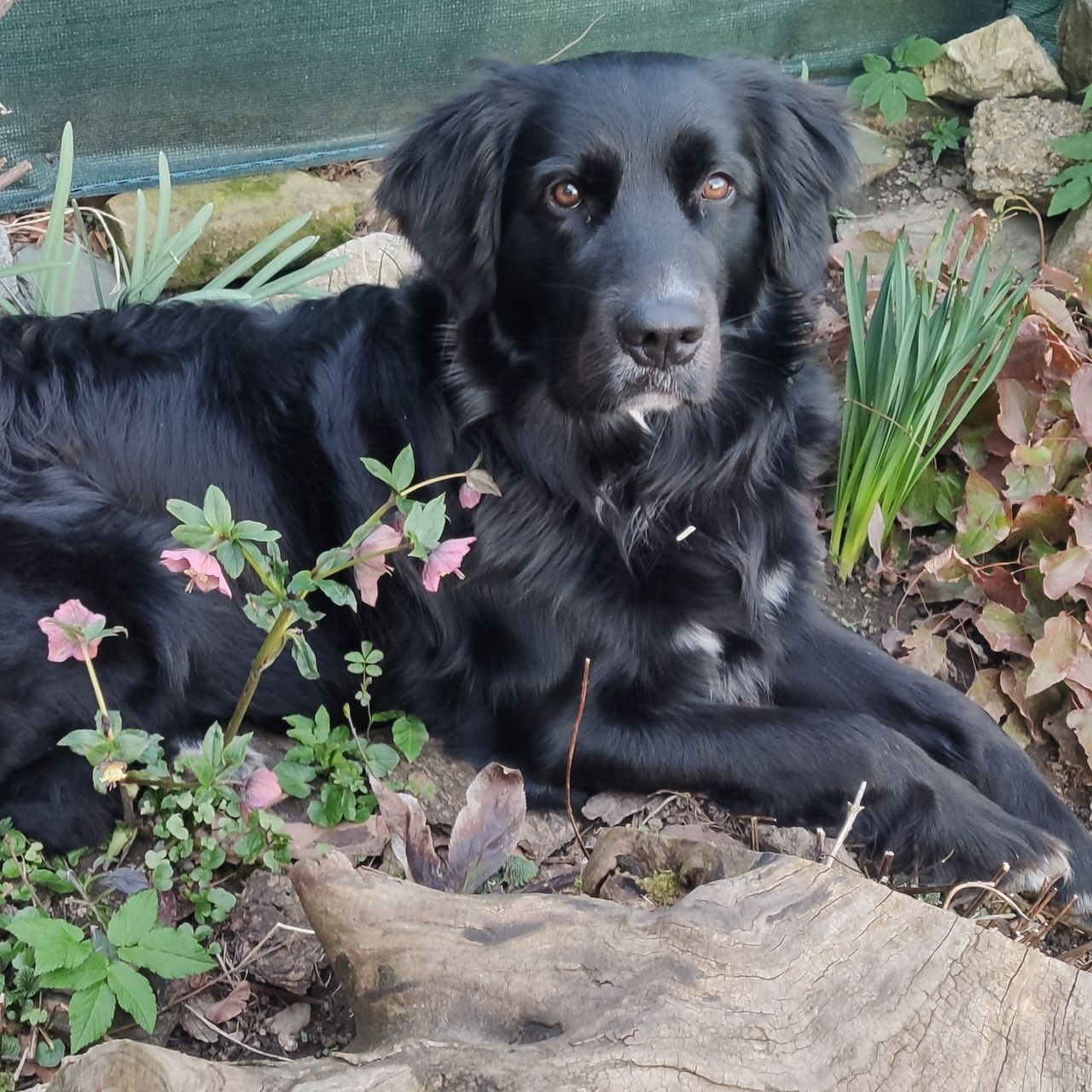 Soutěžní fotografie - Cairan,  Flat Coated Retriever