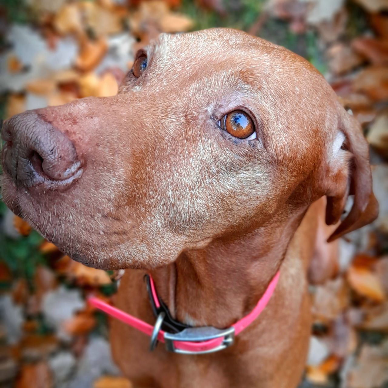Soutěžní fotografie - Bella,  Maďarský ohař krátkosrstý