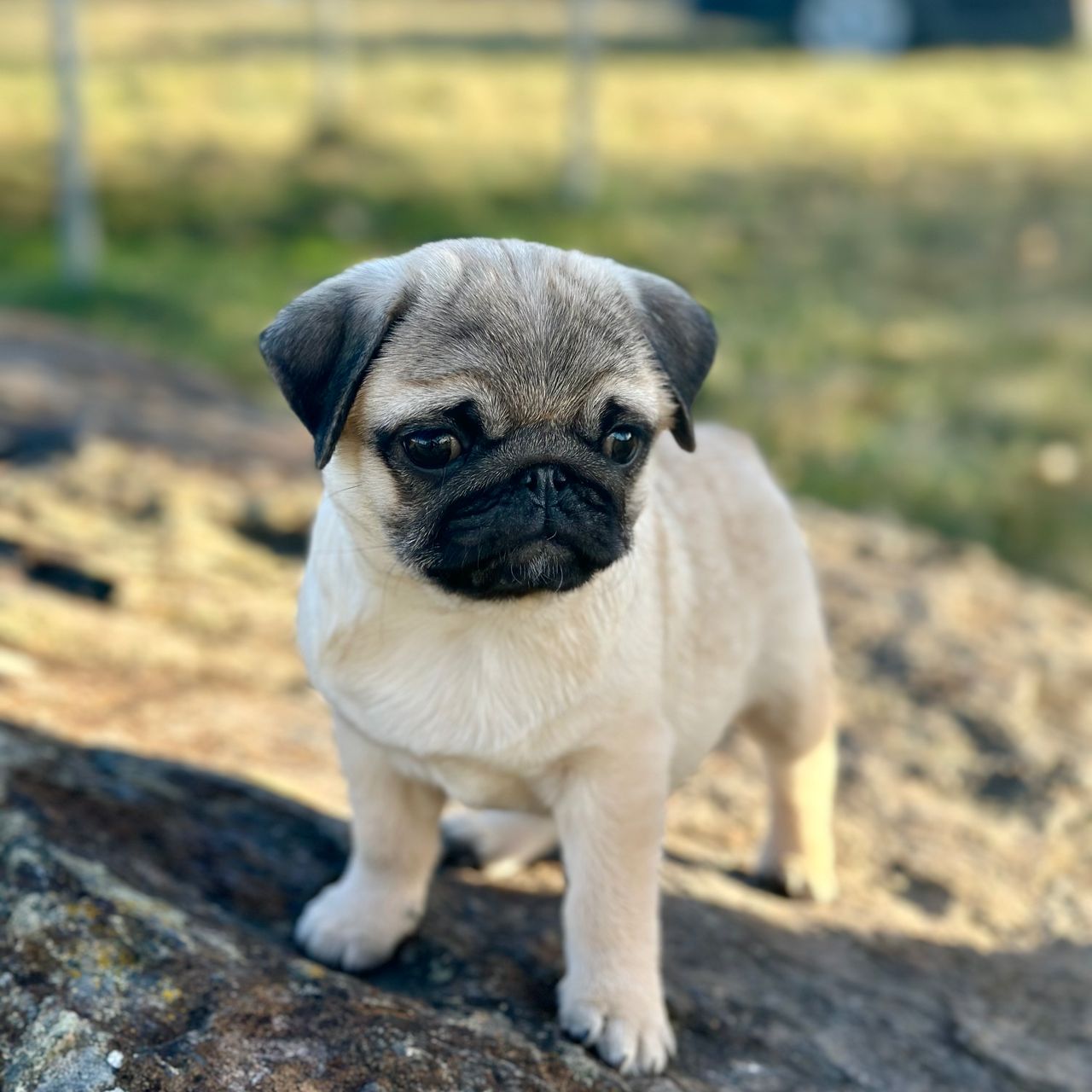 Soutěžní fotografie - Lů,  Mops