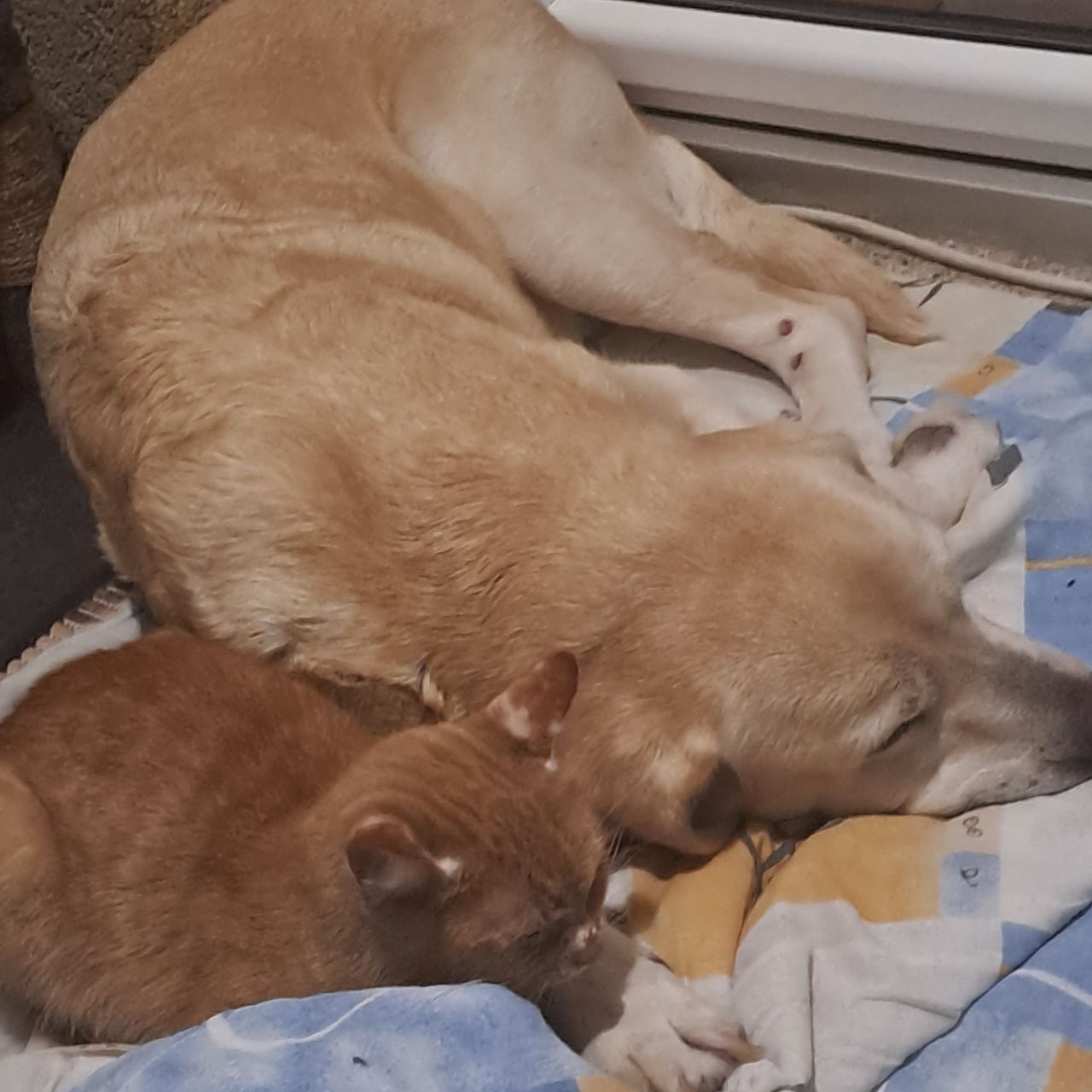 Soutěžní fotografie - Jesinka,  Zlatý retriever