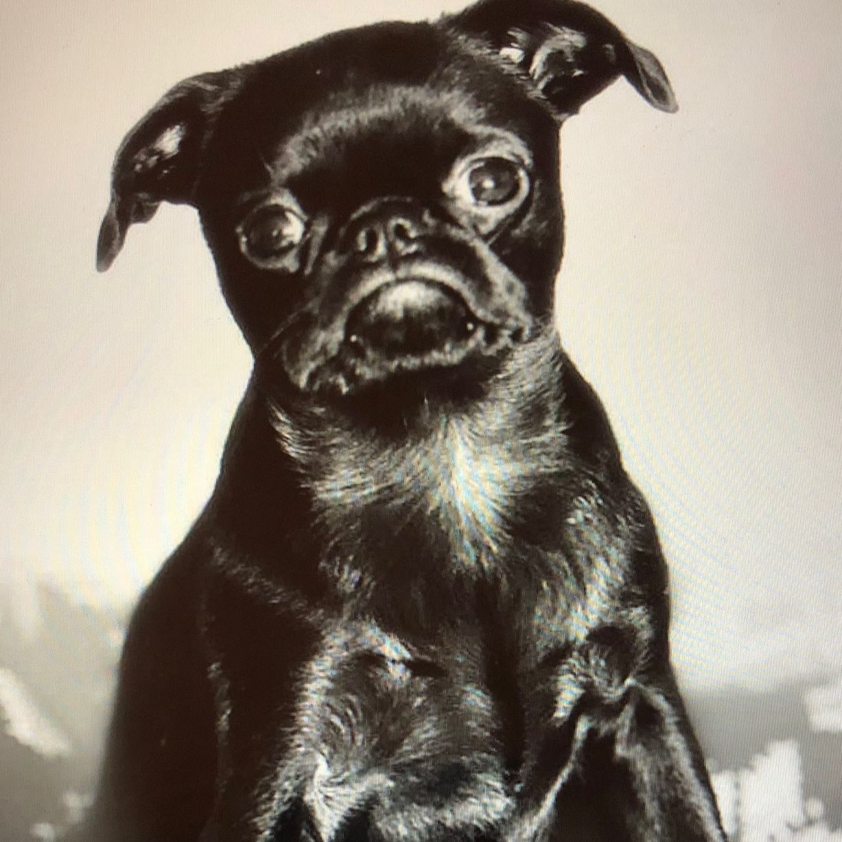 Soutěžní fotografie - Rocky,  Brabantík Petit