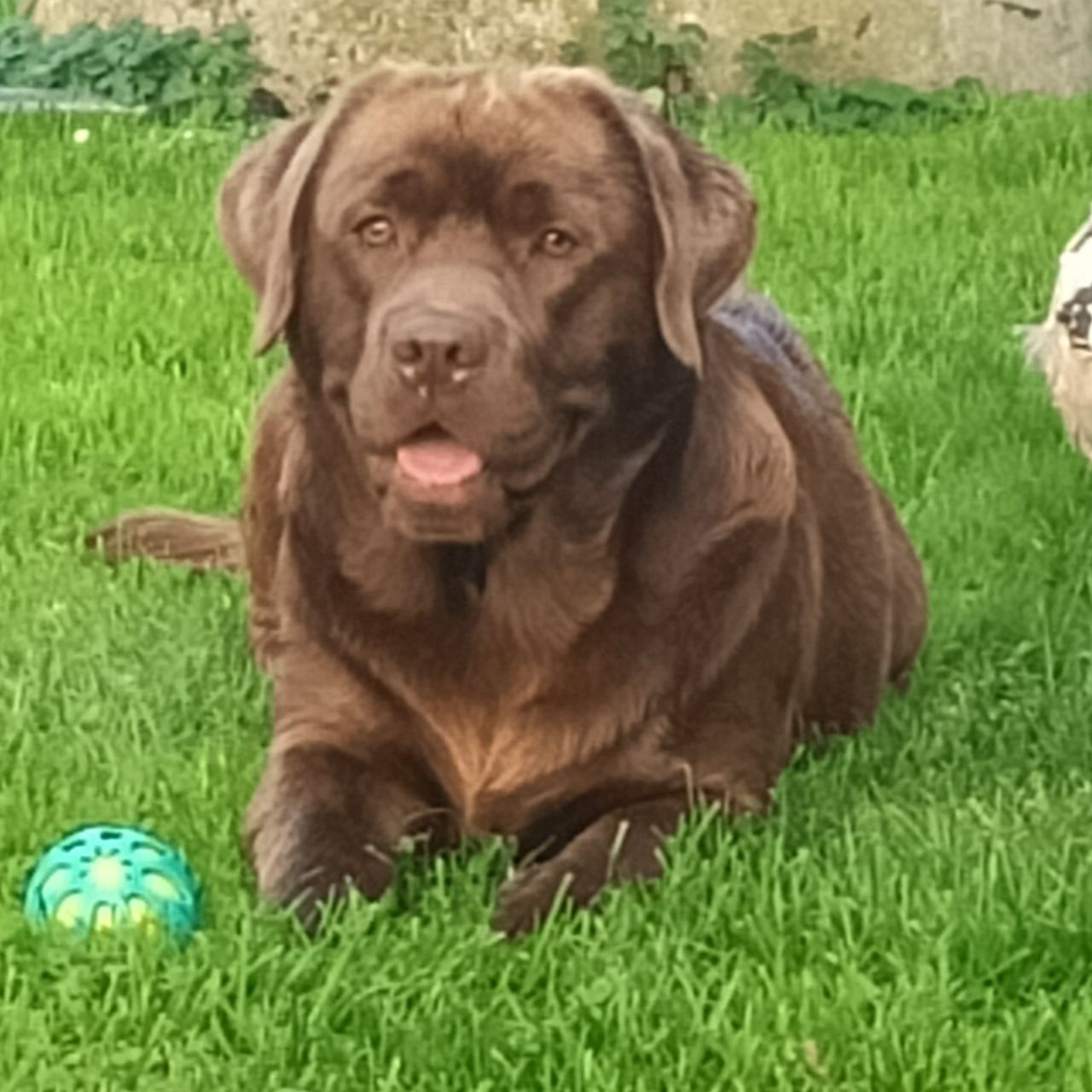 Soutěžní fotografie - Jana,  Labradorský retriever