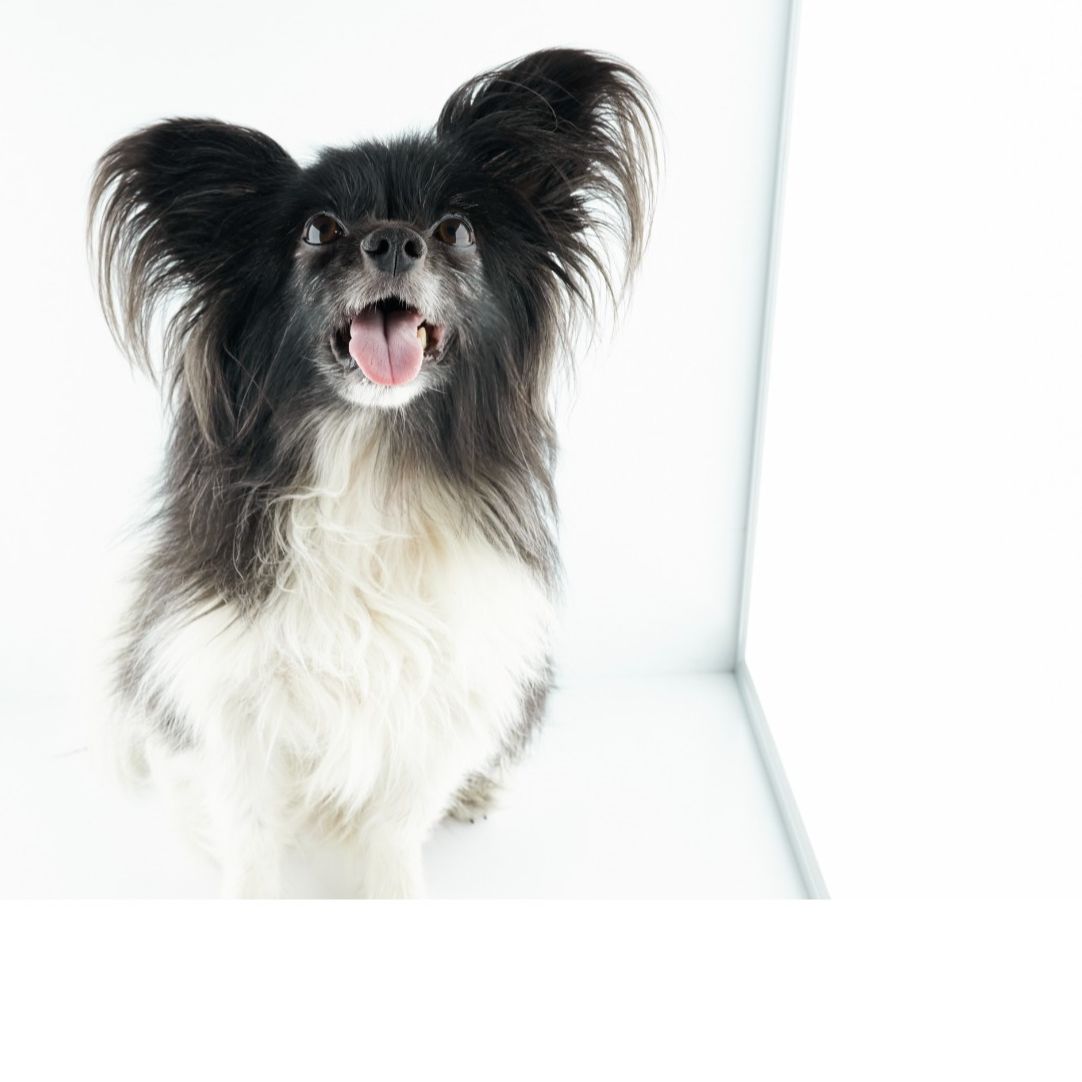 Soutěžní fotografie - Louise,  Papillon