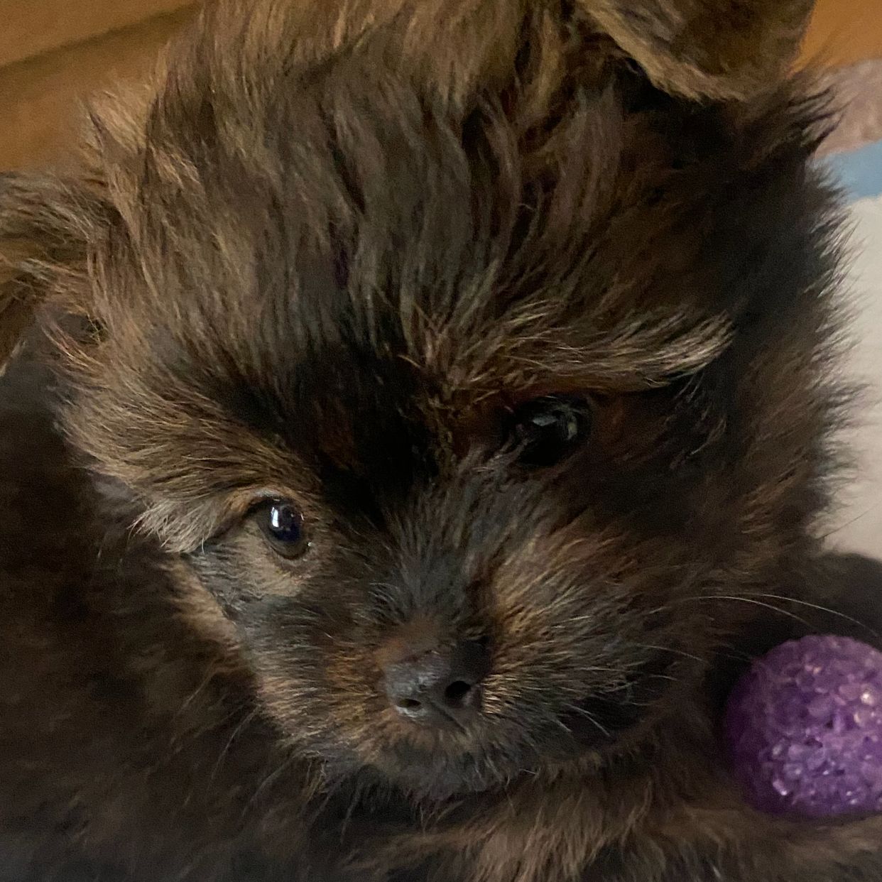 Soutěžní fotografie - Benji ,  Ostatní