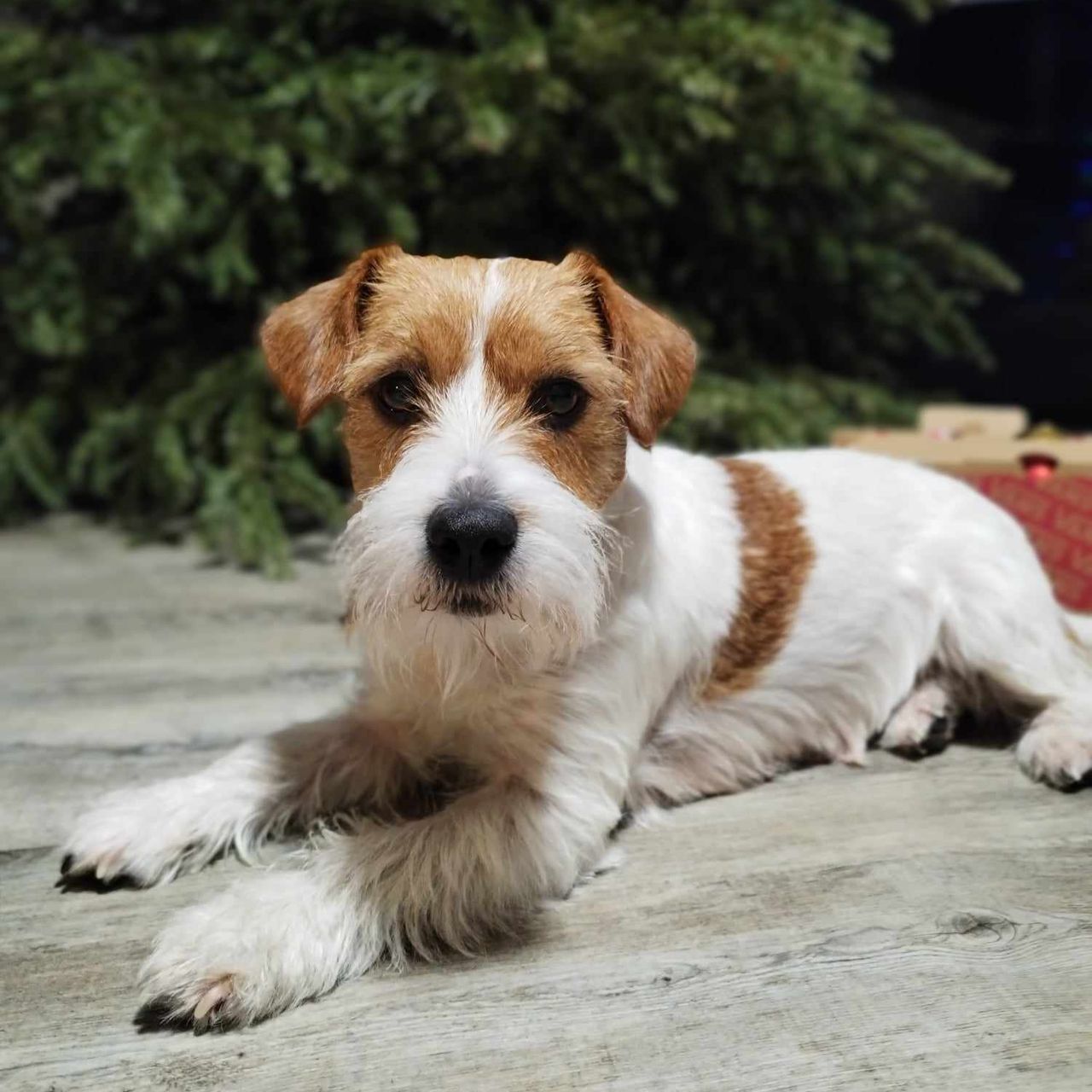Soutěžní fotografie - Dory,  Jack Russell Teriér