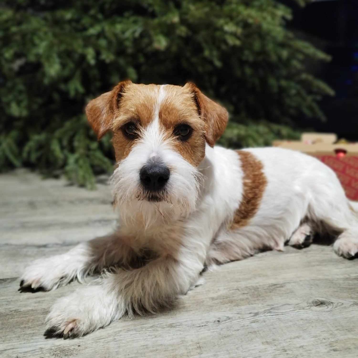 Soutěžní fotografie - Dory,  Jack Russell Teriér