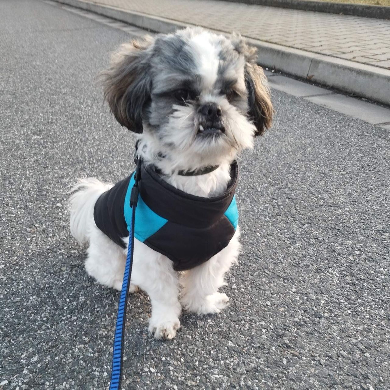 Soutěžní fotografie - Kevin,  Shih-tzu