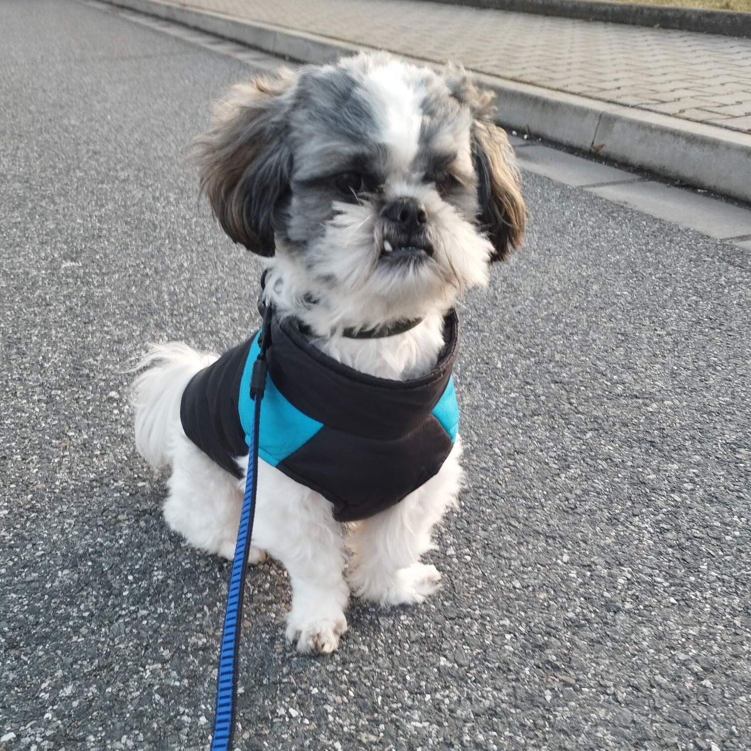 Soutěžní fotografie - Kevin,  Shih-tzu