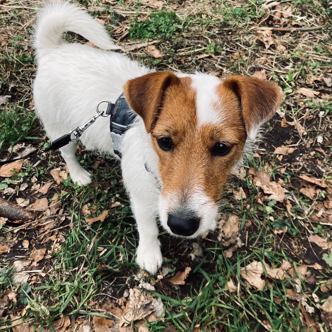 Soutěžní fotografie - Mája,  Jack Russell Teriér