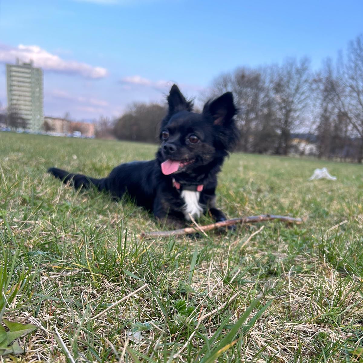 Soutěžní fotografie - Bella,  Čivava