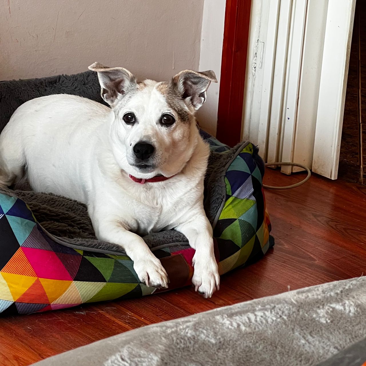 Soutěžní fotografie - Jessika,  Jack Russell Teriér