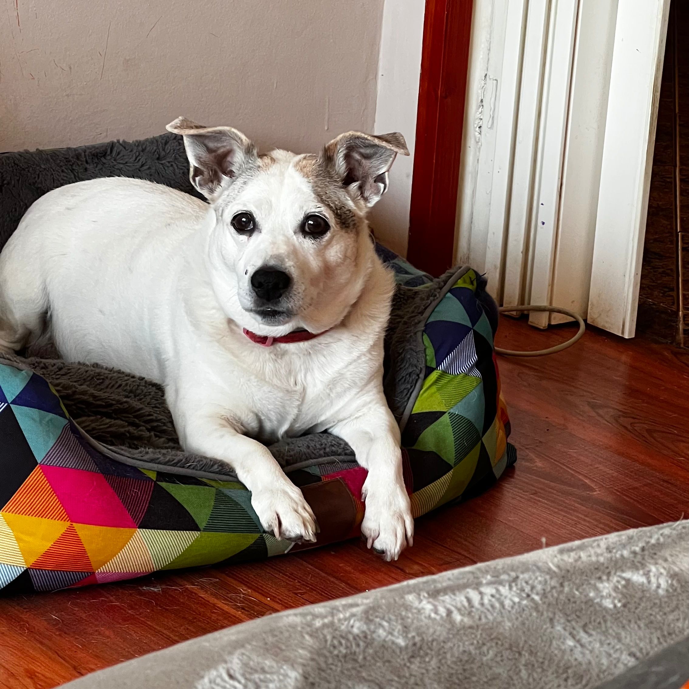 Soutěžní fotografie - Jessika,  Jack Russell Teriér