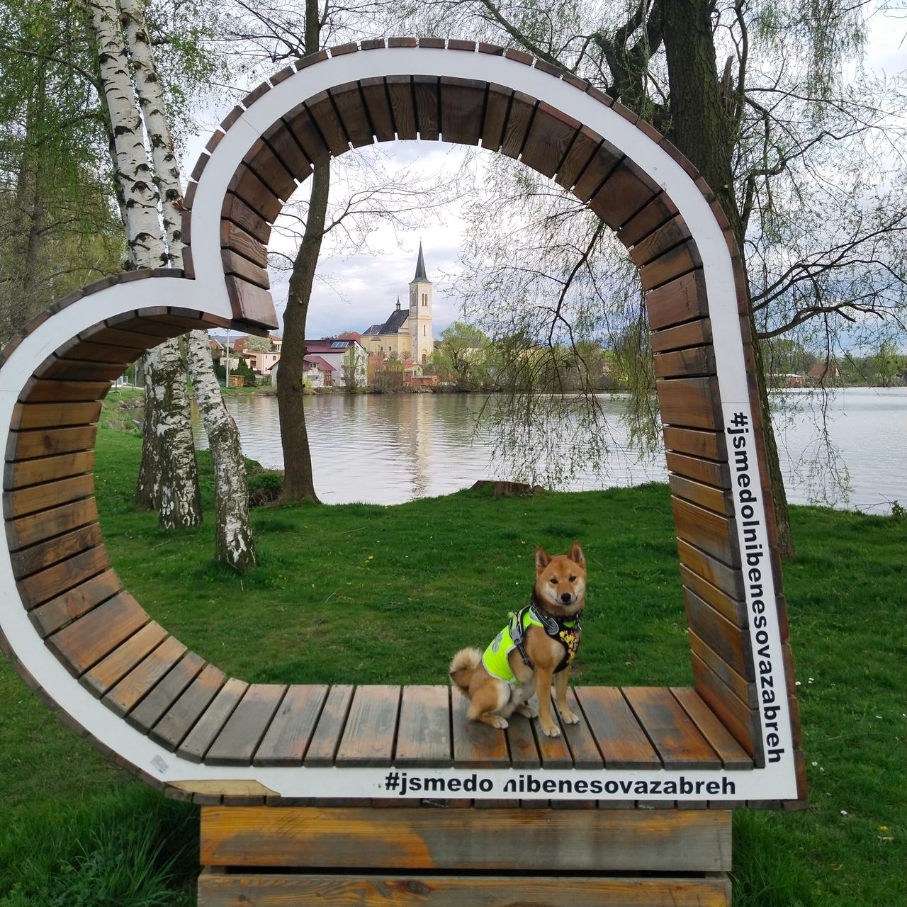 Soutěžní fotografie - Hačikó,  Shiba