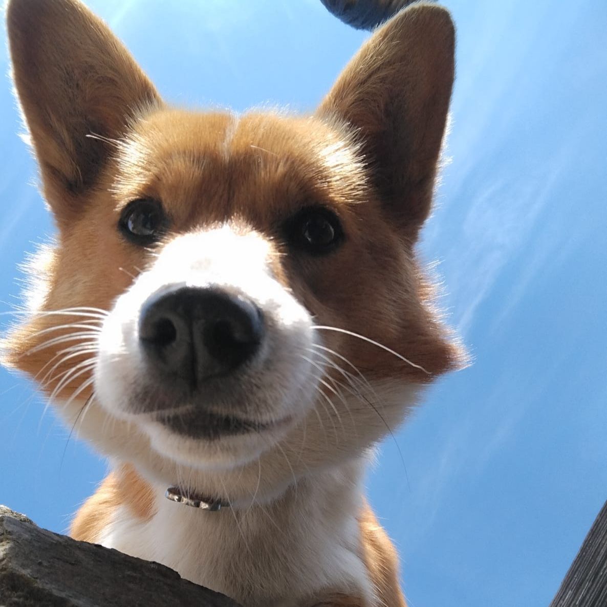 Soutěžní fotografie - Ája,  Welsh Corgi Pembroke