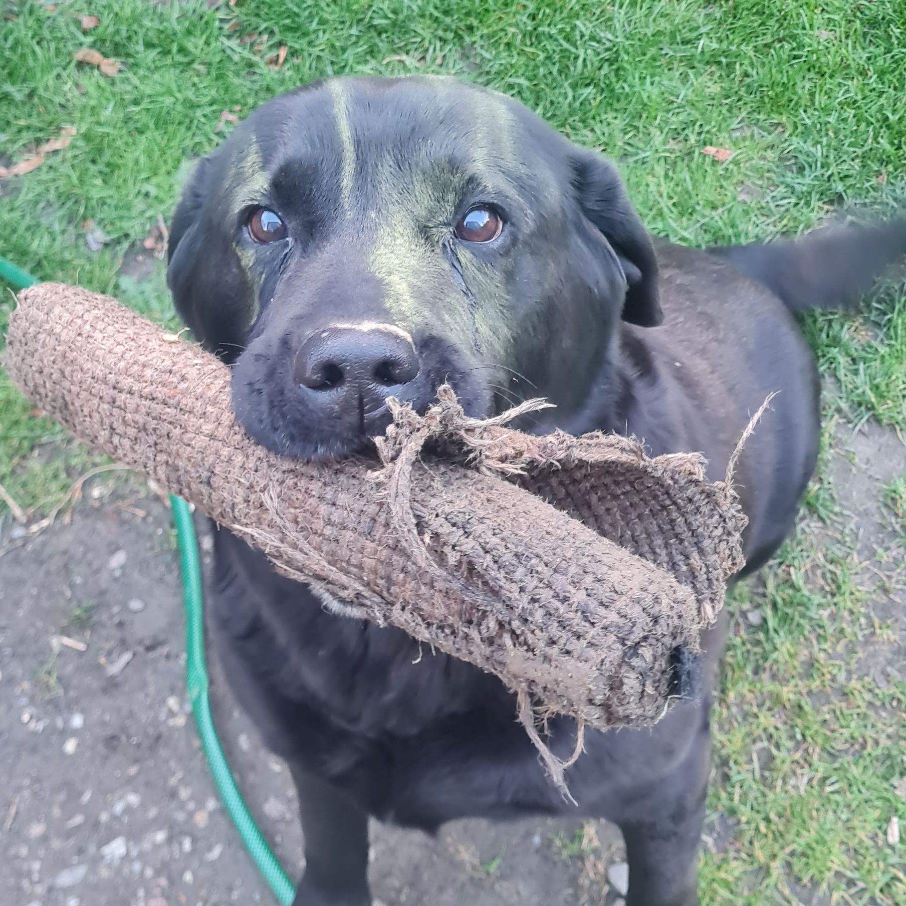 Soutěžní fotografie - Baron,  Labradorský retriever