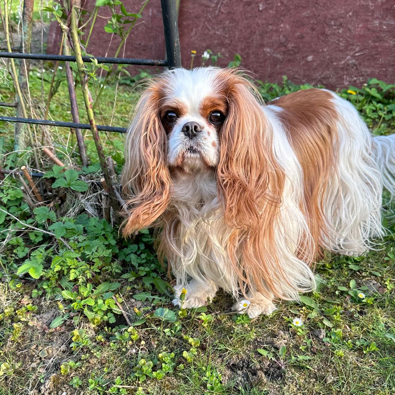 Soutěžní fotografie - Ginny,  Kavalír King Charles španěl