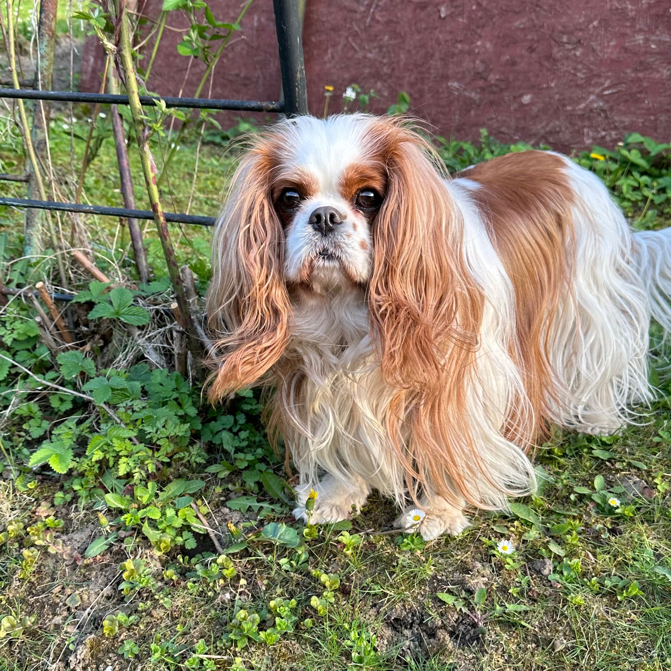 Soutěžní fotografie - Ginny,  Kavalír King Charles španěl