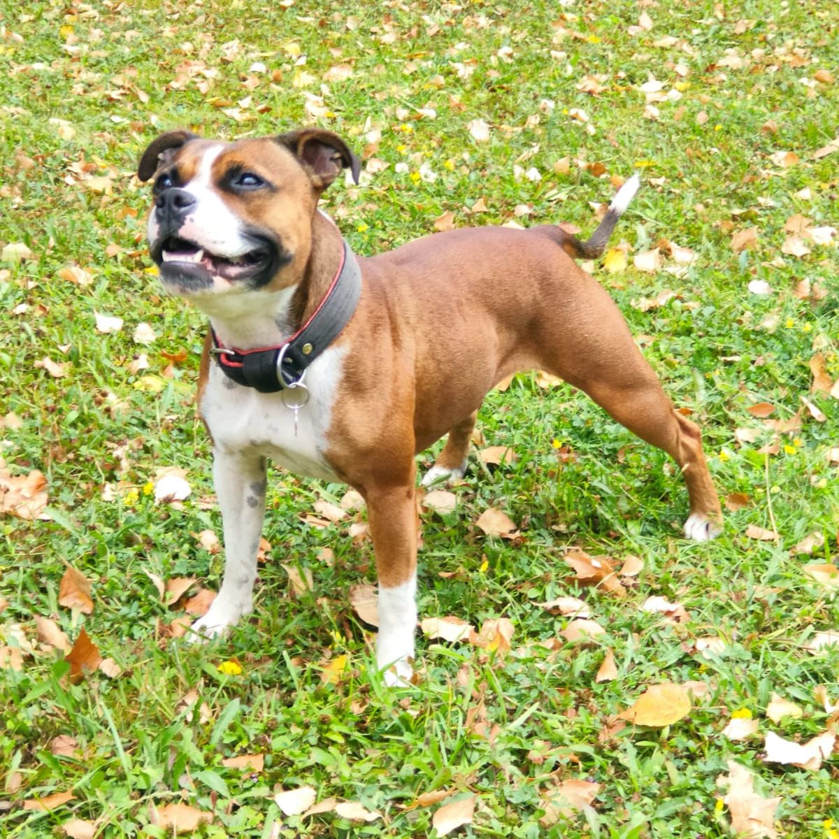 Soutěžní fotografie - Bonnie,  Stafordšírský bullterier