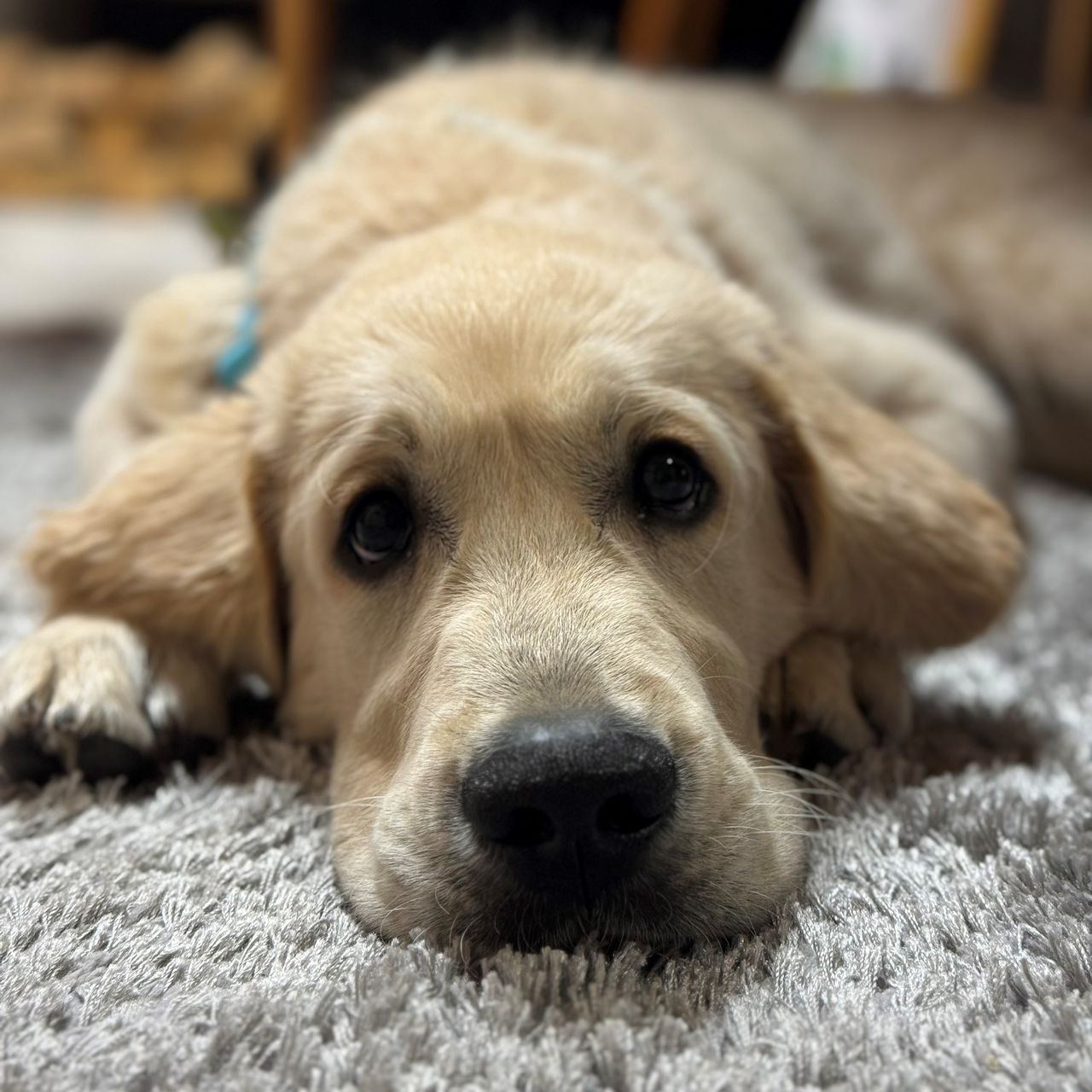 Soutěžní fotografie - Matty,  Zlatý retriever