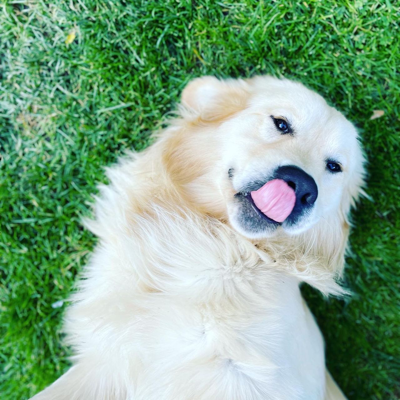 Soutěžní fotografie - Dasty,  Zlatý retriever