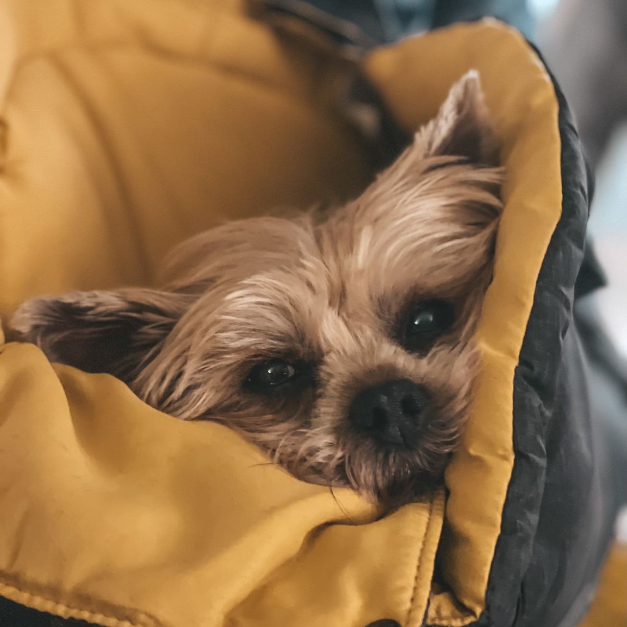 Soutěžní fotografie - Betty,  Yorkšírský terier