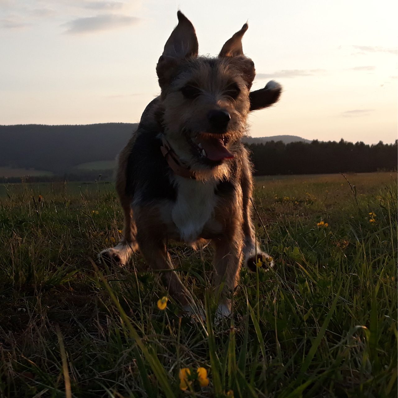 Soutěžní fotografie - Rosie,  Ostatní