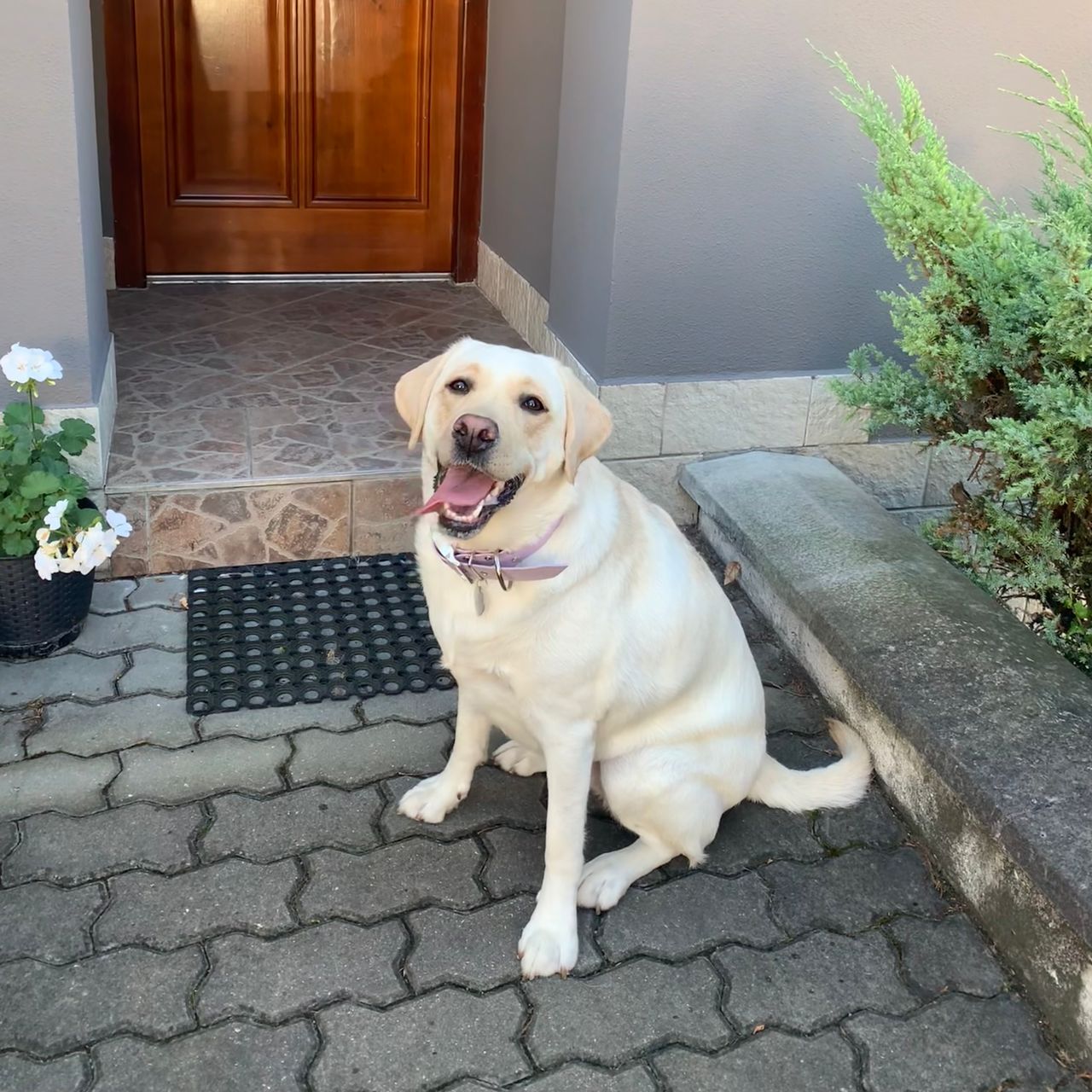 Soutěžní fotografie - Indiana,  Labradorský retriever