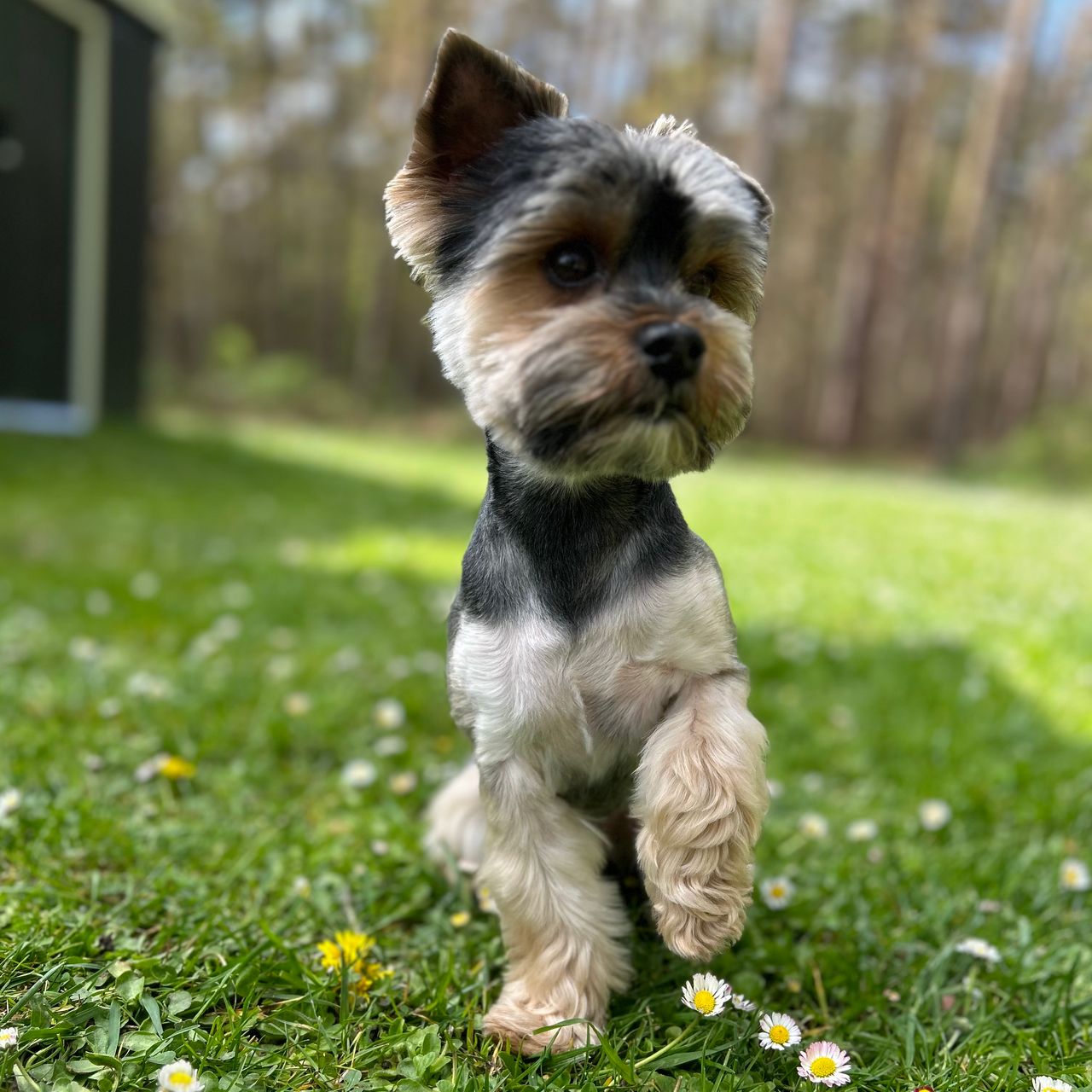 Soutěžní fotografie - Simba,  Yorkšírský terier