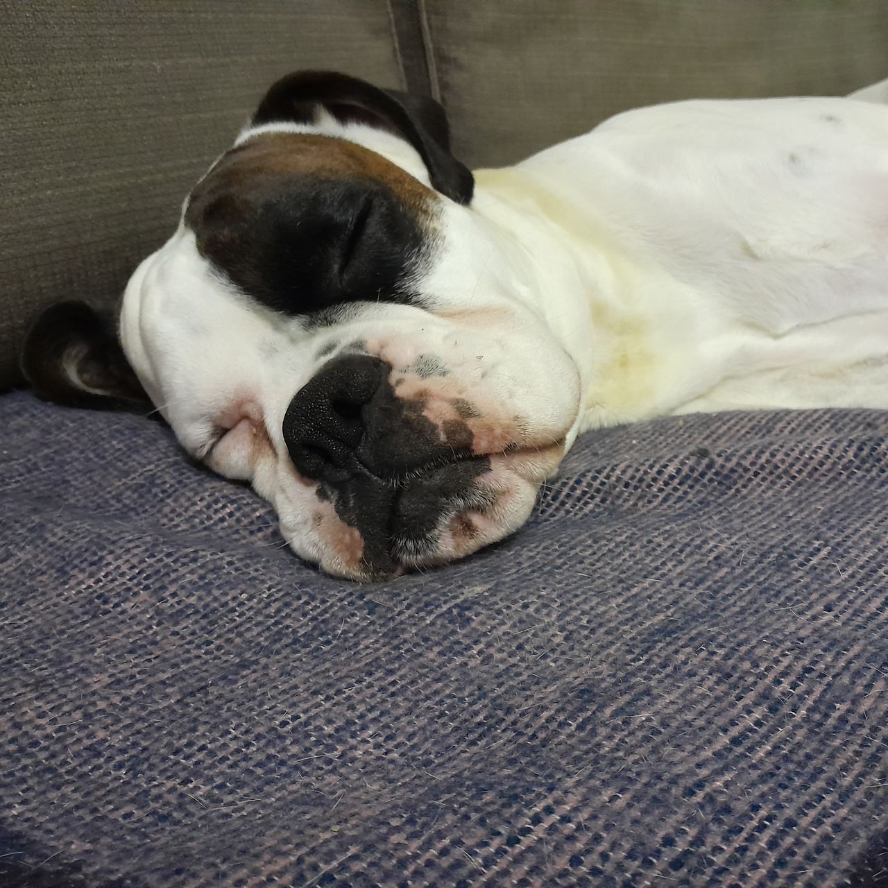 Soutěžní fotografie - Loki,  Německý boxer