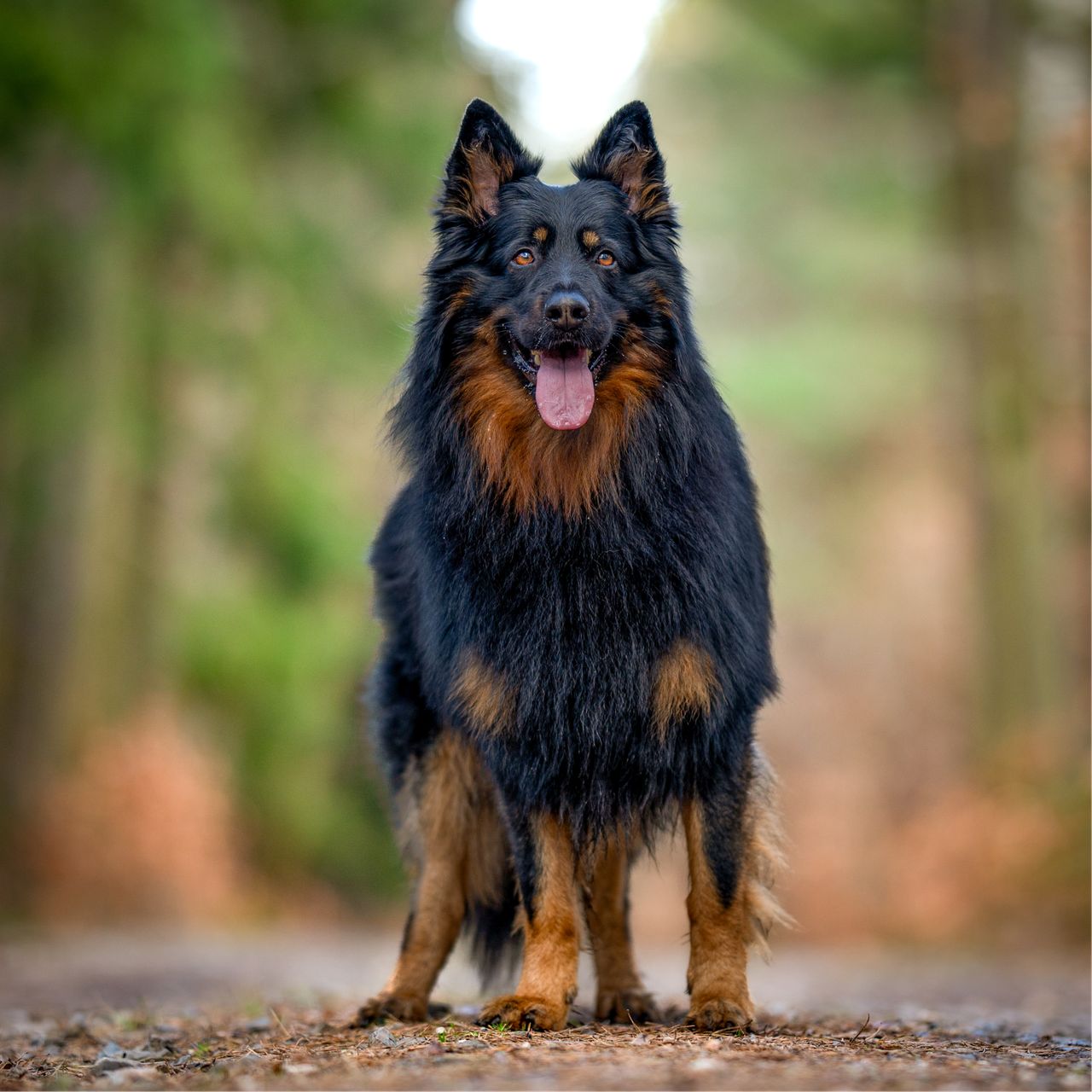 Soutěžní fotografie - Archie ,  Chodský pes
